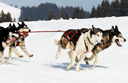 Quels sont les sports d'hiver pouvant être pratiqués avec son chien ? Quels sont les sports d'hiver pouvant être pratiqués avec son chien ?